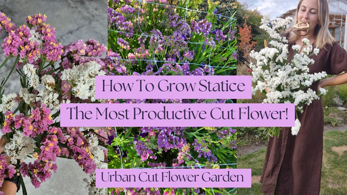 Growing Statice