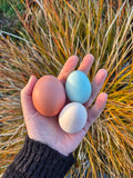 Eggs