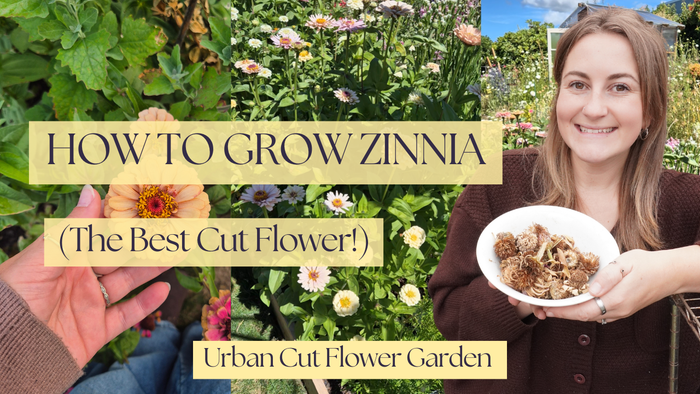 How To Grow Zinnia